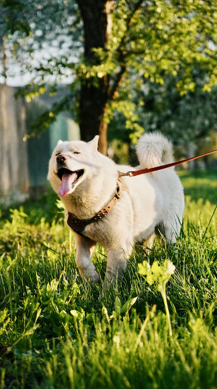 photo d'un chien calme et heureux en promenade